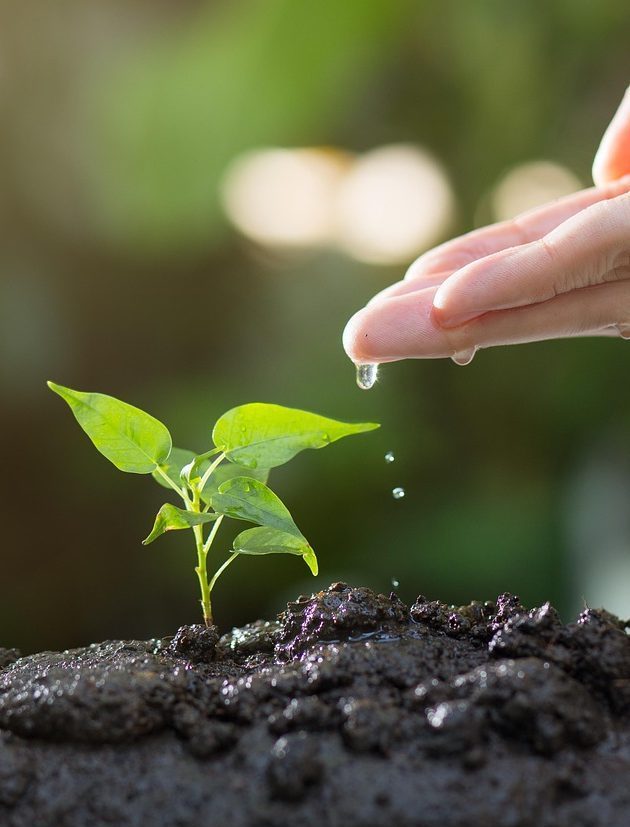 soil, plants, grow, agriculture, green, life, seed, tree, seeding, leaves, sprout, garden, environmental, ecology, growth, planting, spring, gardening, nature, soil, sprout, ecology, growth, growth, planting, planting, gardening, gardening, gardening, gardening, gardening