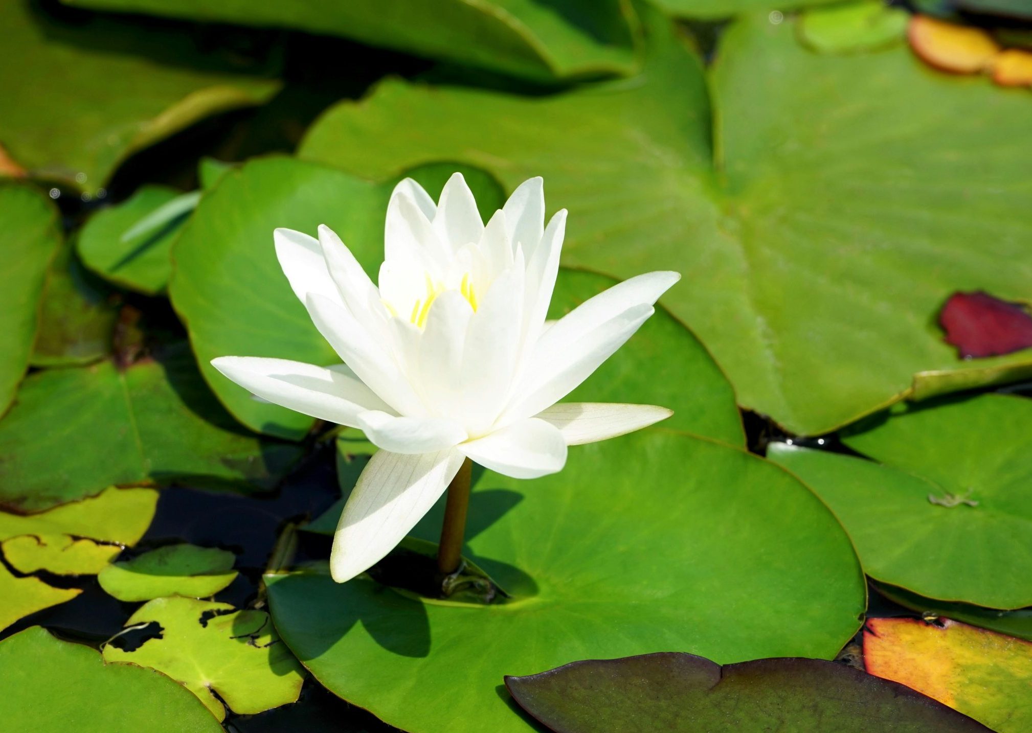 Beautiful white lotus flower blooming on a lush green pond, symbolizing peace and purity.